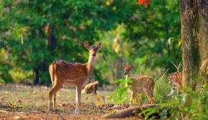 Dhikala