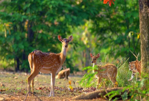 Best Dhikala Tour