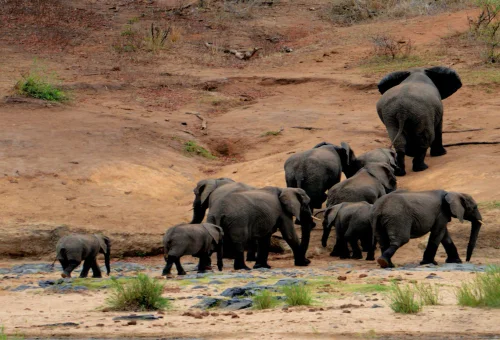 Best Dhikala Tour