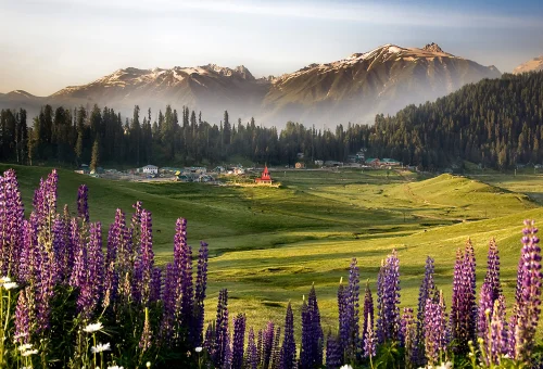 Best Gulmarg Tour