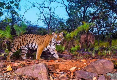Nallamala Forest Hyderabad