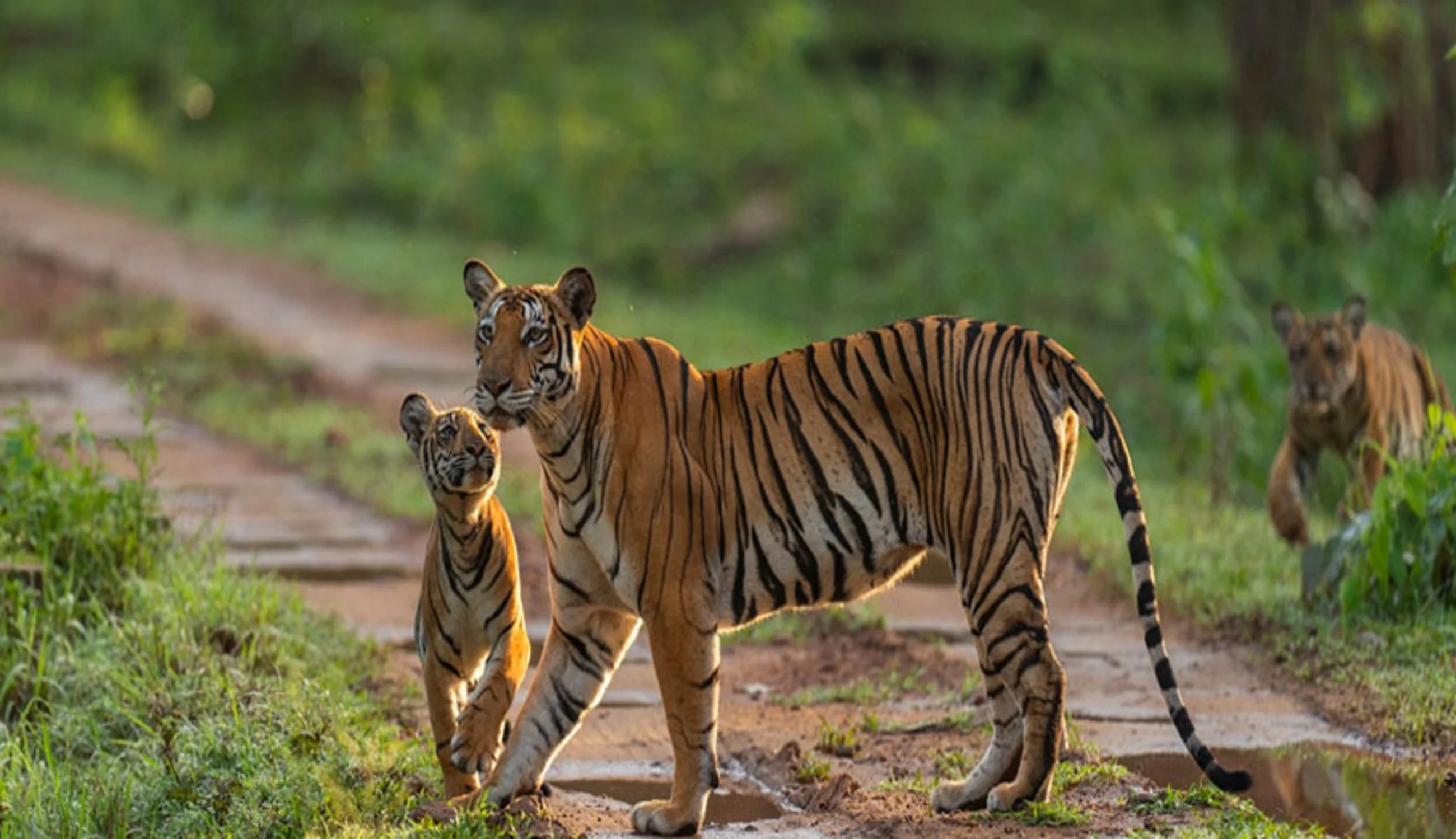 Nagarhole National Park
