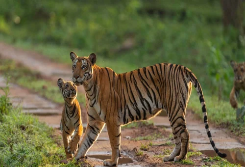 Best Kabini Tour