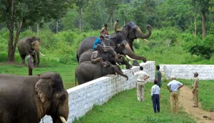 Dubare Elephant Camp Coorg