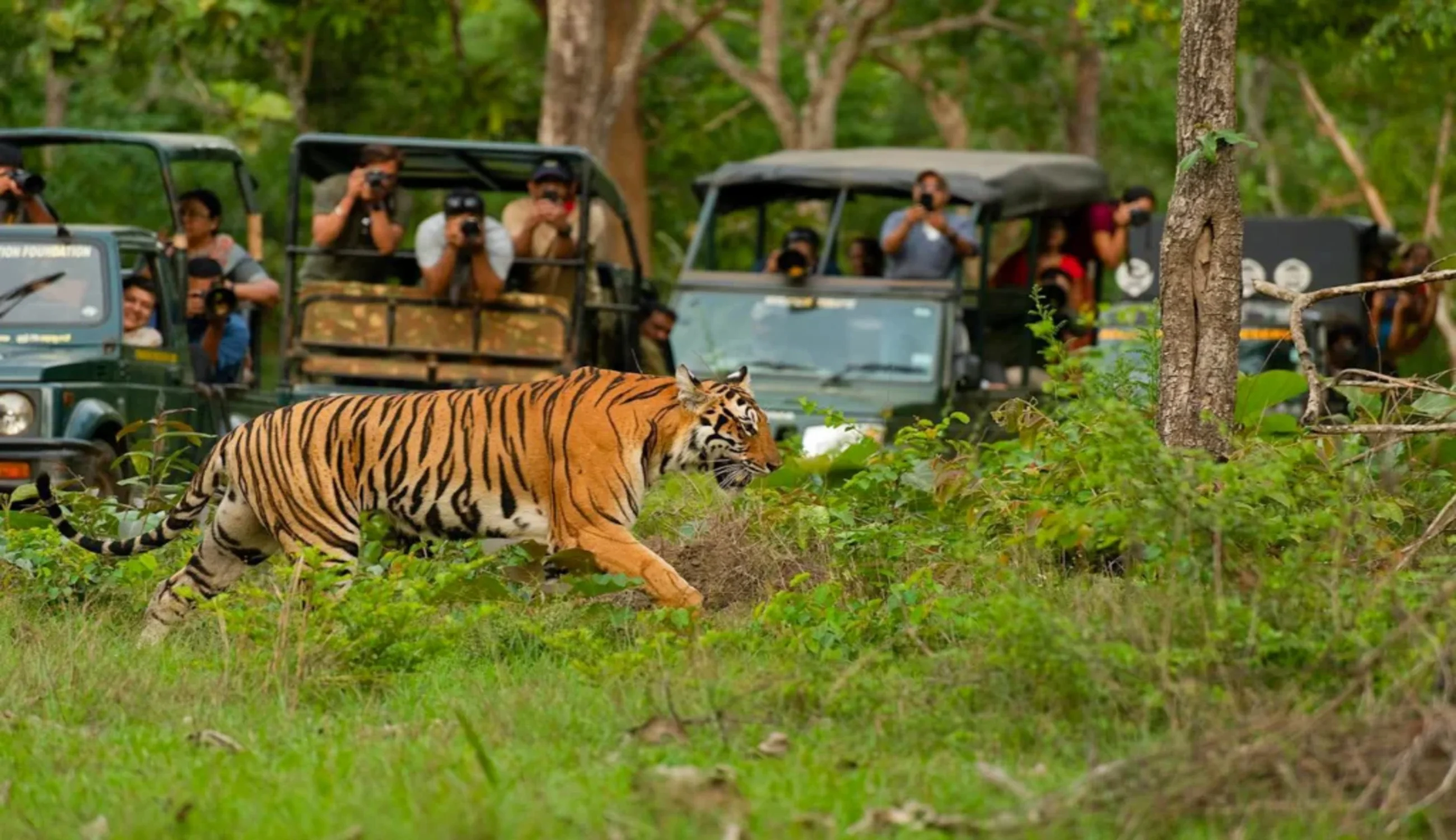 Jeep Safari