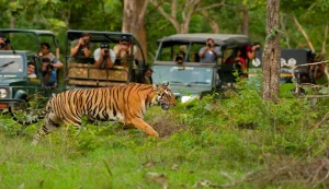 Jeep Safari