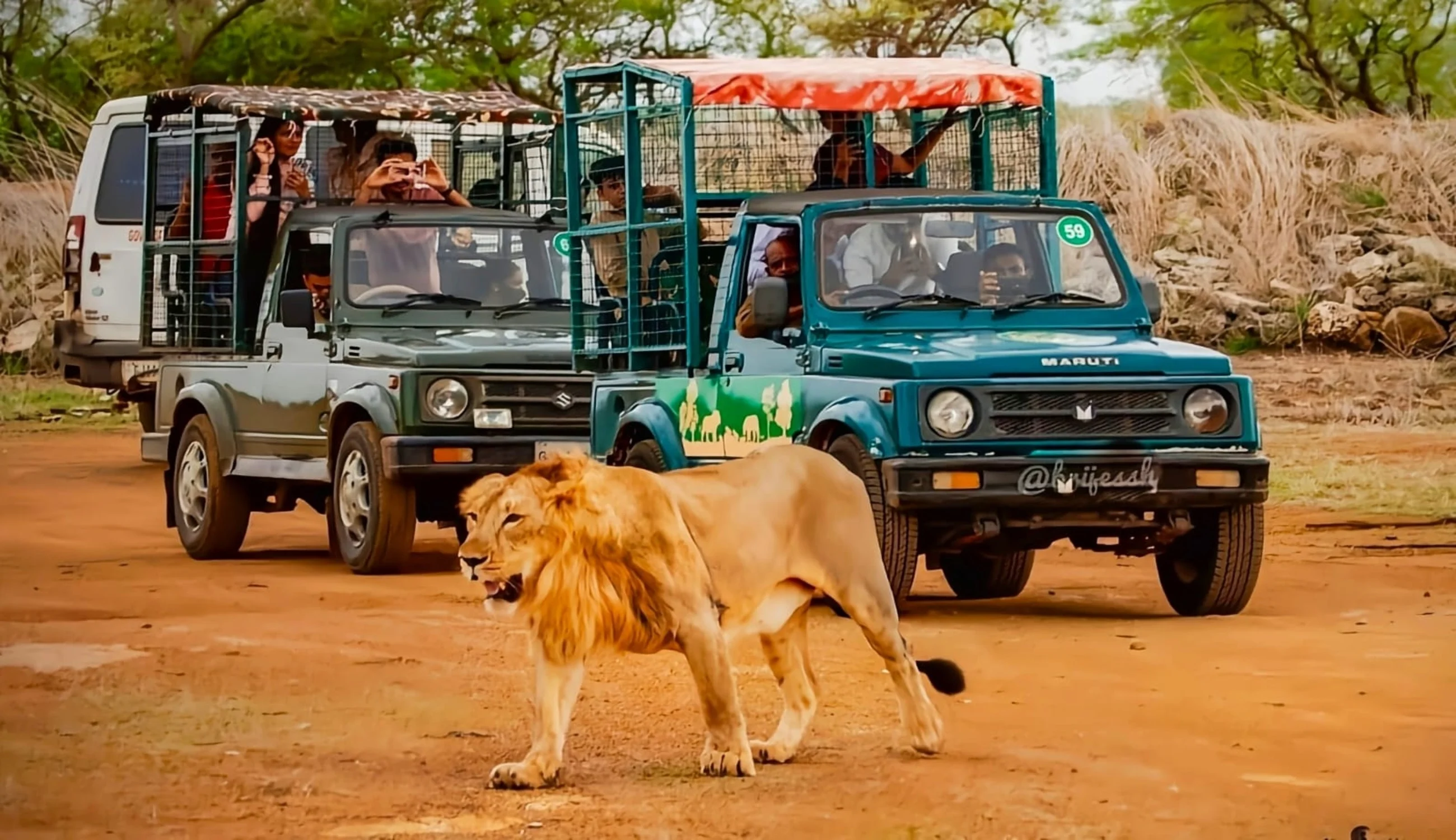 Best Sasan Gir Tour