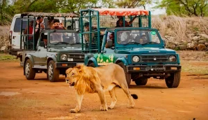 Jeep Safari In Gir National Park.