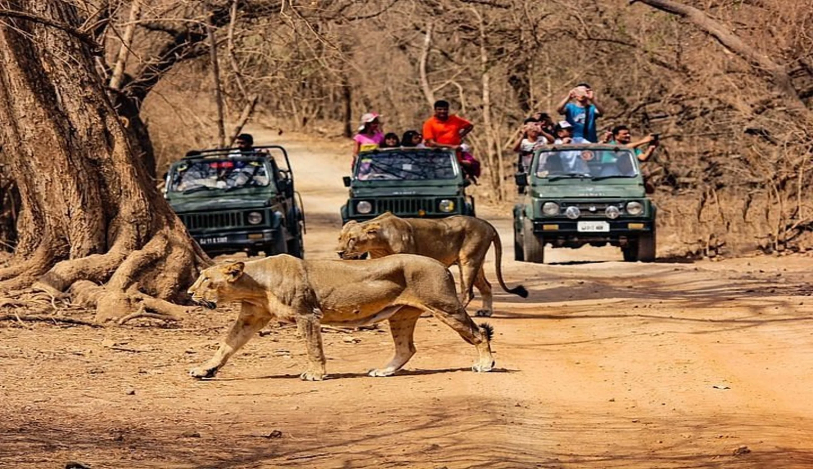 Jeep Safariin Gir National Park