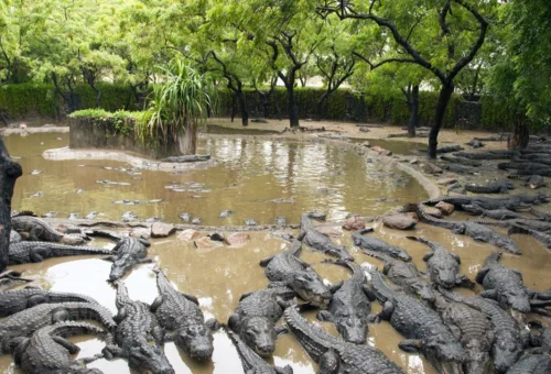 Best Sasan Gir Tour