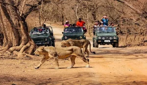 Jeep Safariin Gir National Park