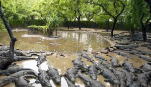 Devalia Safari Parkor Crocodile Breeding Centre.