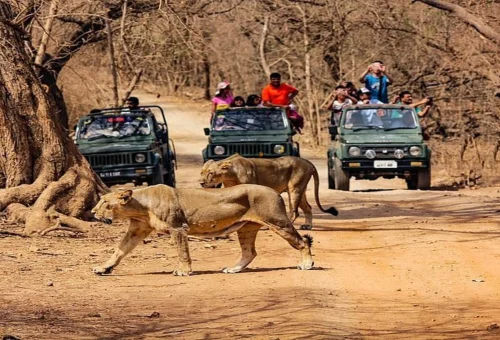 Best Sasan Gir Tour