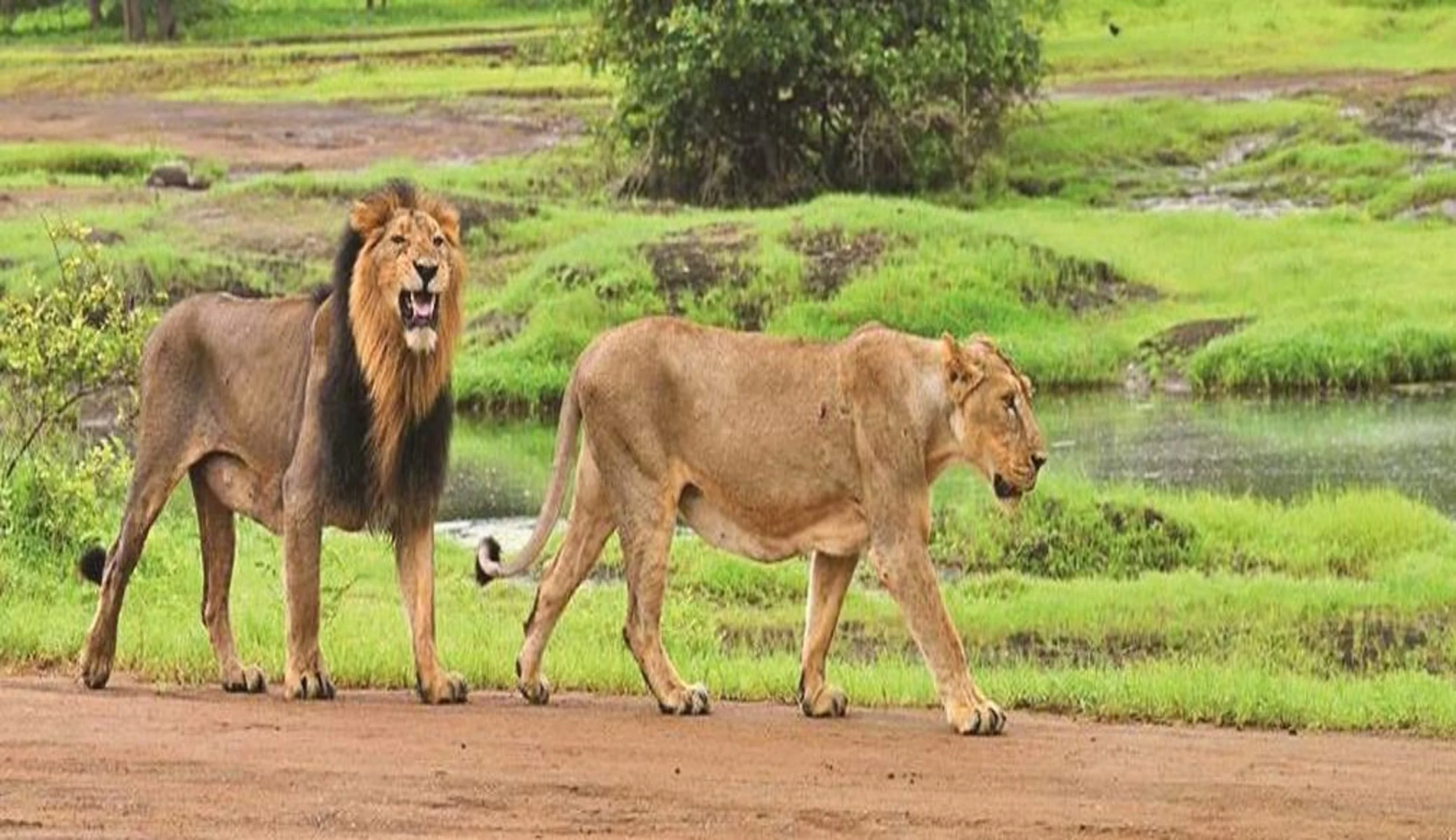 Sasan Gir