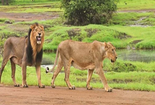 Best Sasan Gir tour