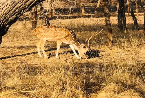 Best Sasan Gir tour