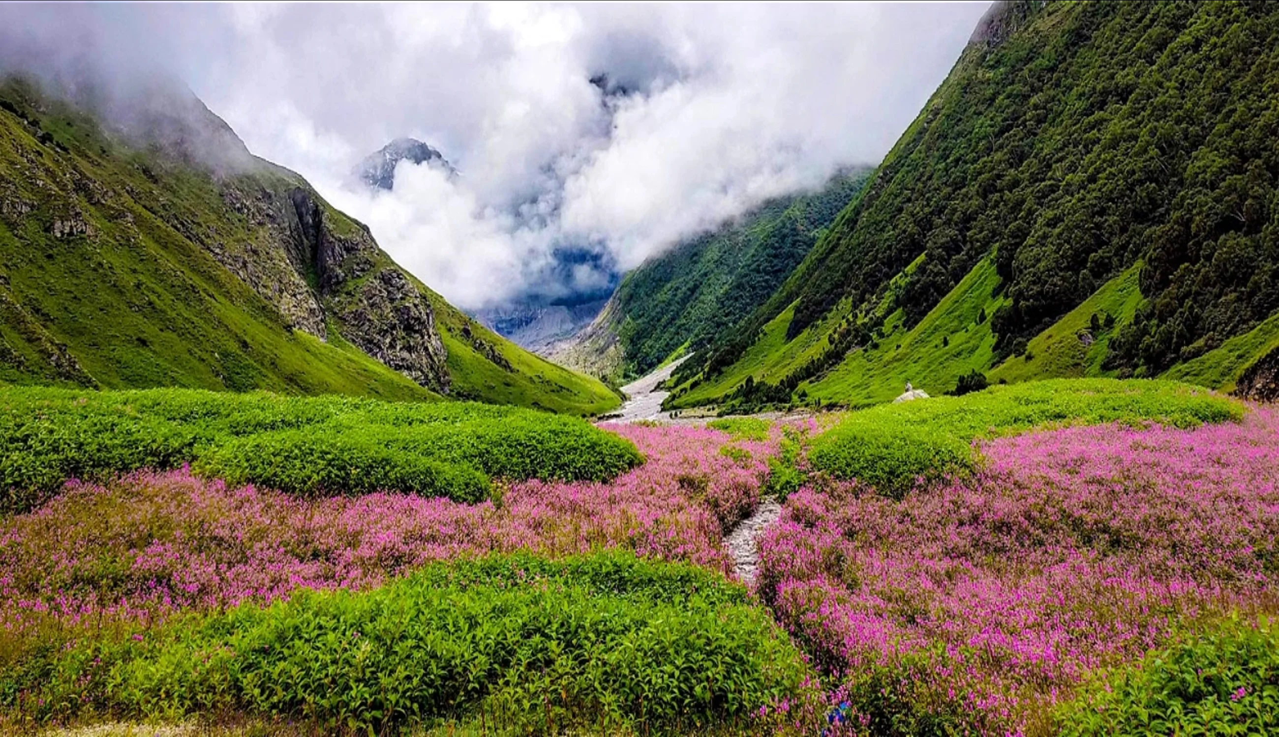 Valley Of Flower