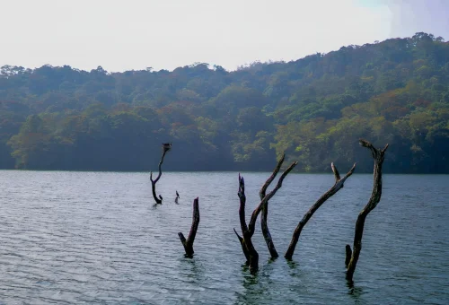 Best Periyar Tour