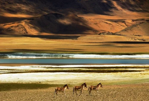 Best Tsokar Tour