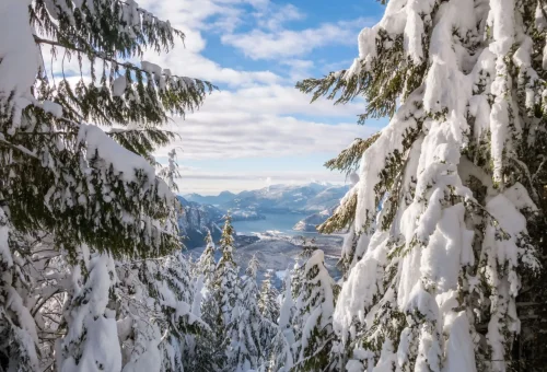 "Snow-covered pine trees with scenic mountain view in winter"