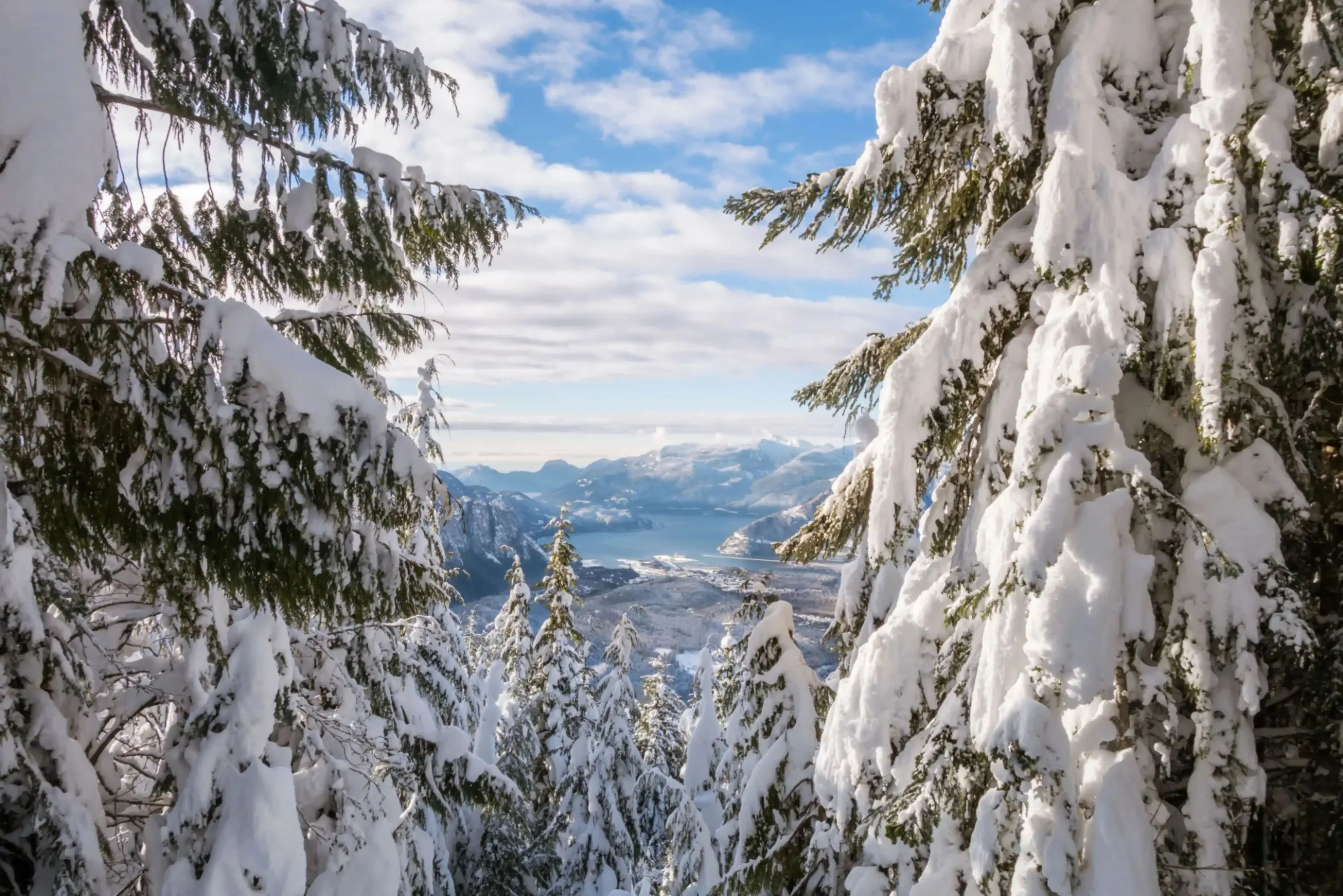 "Snow-covered pine trees with scenic mountain view in winter"