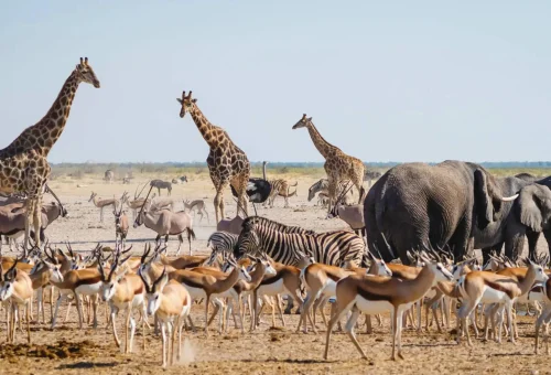 "Wildlife safari scene with giraffes, zebras, antelopes, and elephants in African savanna"