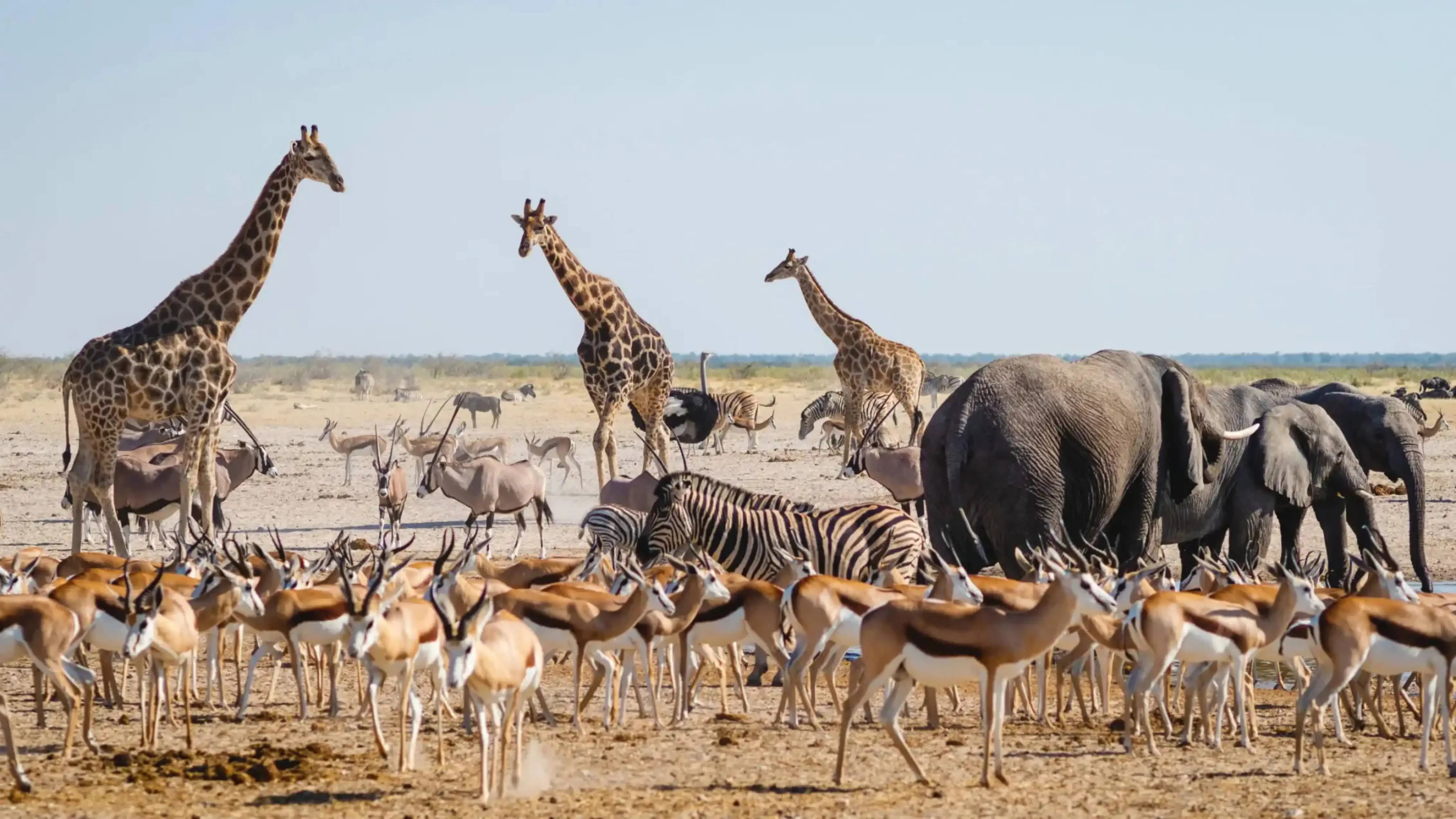 "Wildlife safari scene with giraffes, zebras, antelopes, and elephants in African savanna"