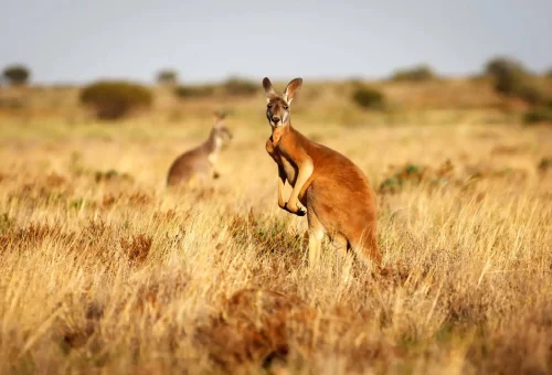 "Red kangaroo standing alert in the Australian outback with dry grass and blurred background"