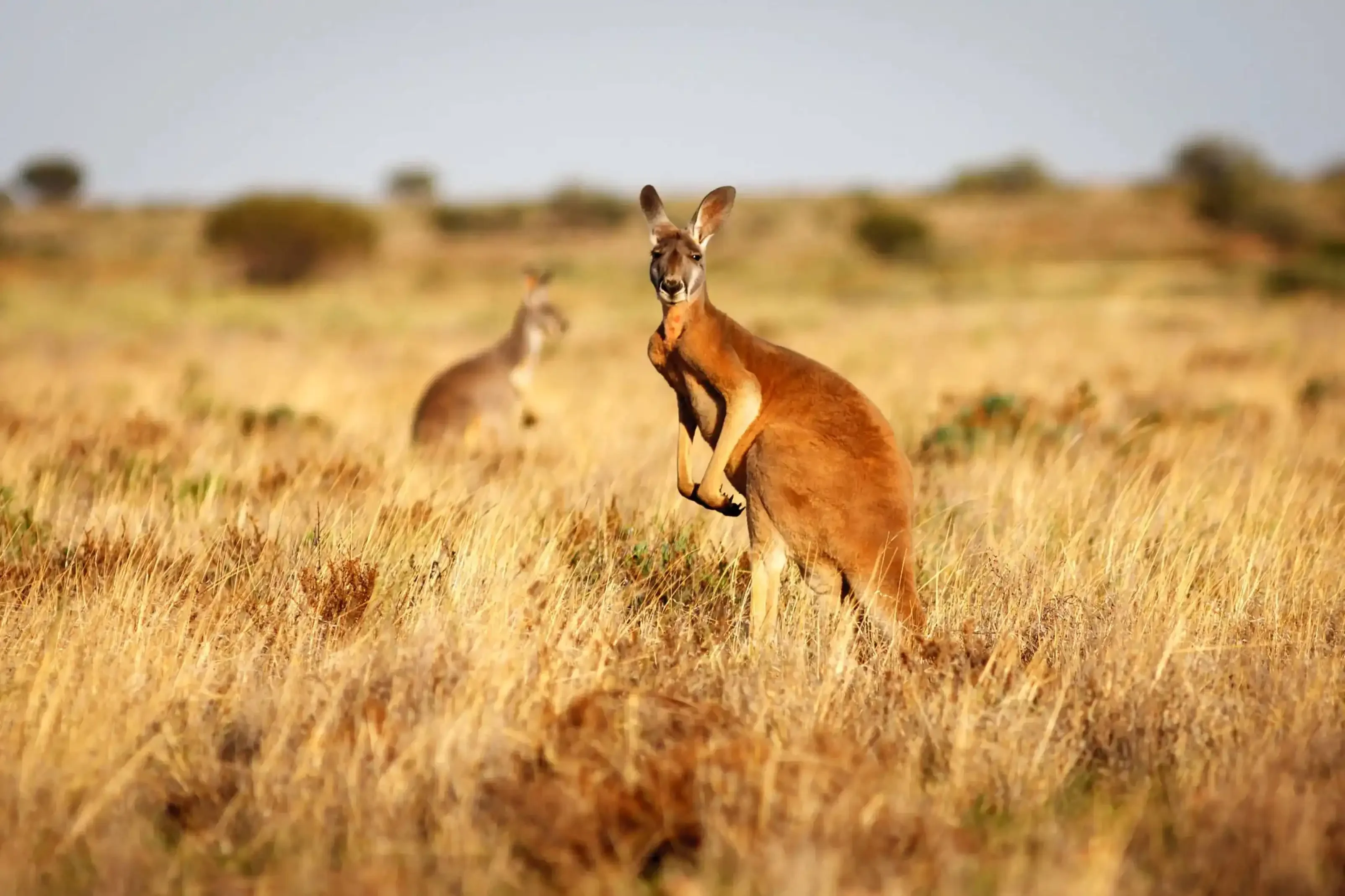 "Red kangaroo standing alert in the Australian outback with dry grass and blurred background"