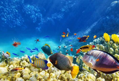 "Colorful tropical fish swimming around vibrant coral reefs in clear blue ocean water"