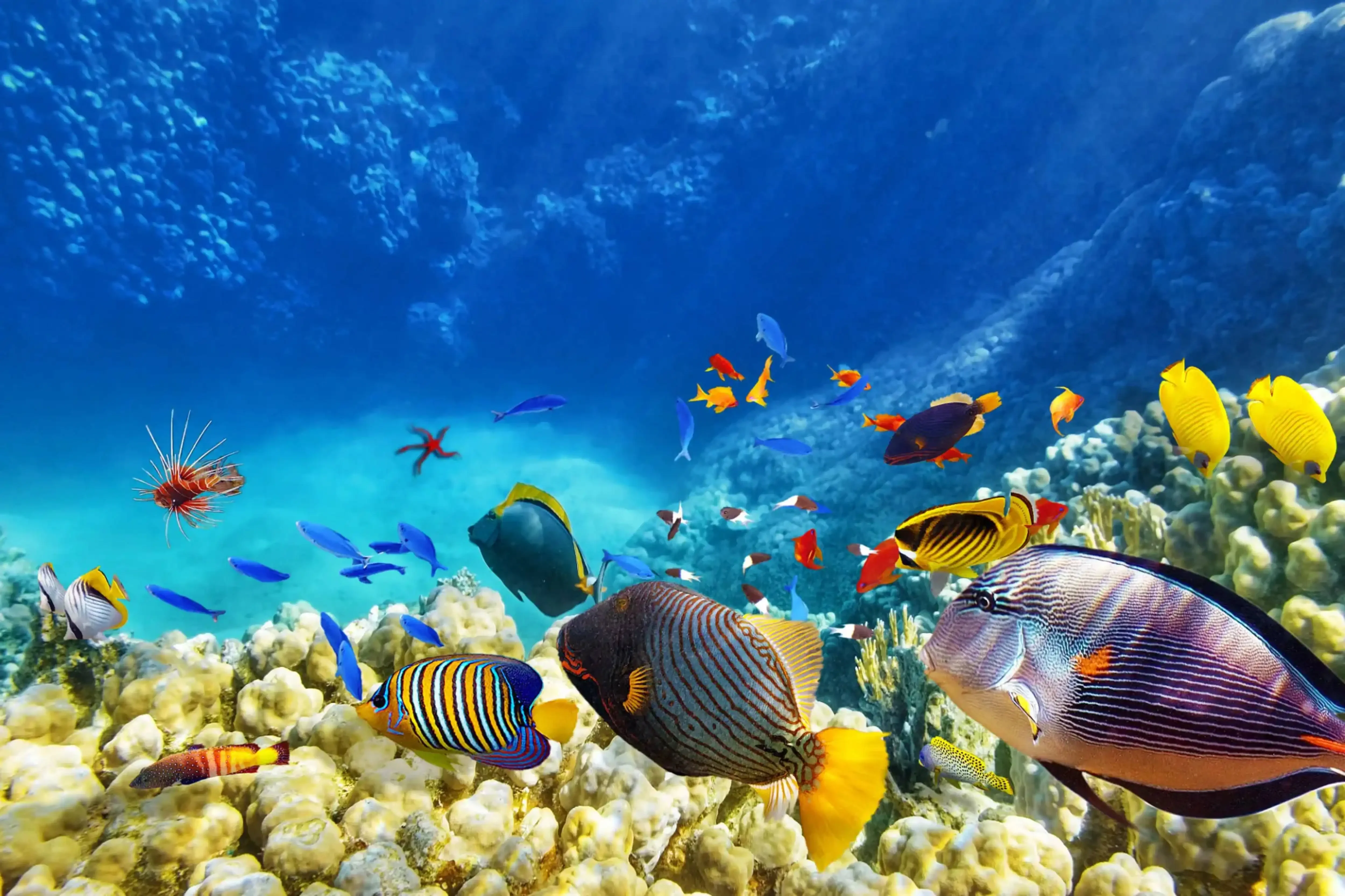 "Colorful tropical fish swimming around vibrant coral reefs in clear blue ocean water"