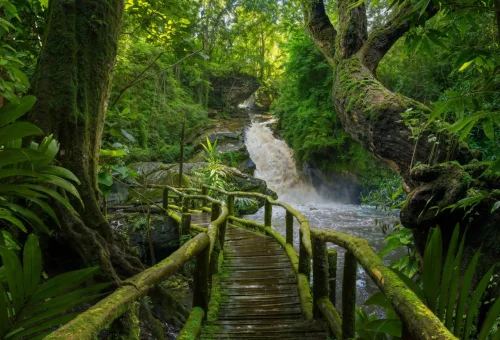 "Wooden walkway through lush tropical rainforest with a flowing stream and dense greenery"