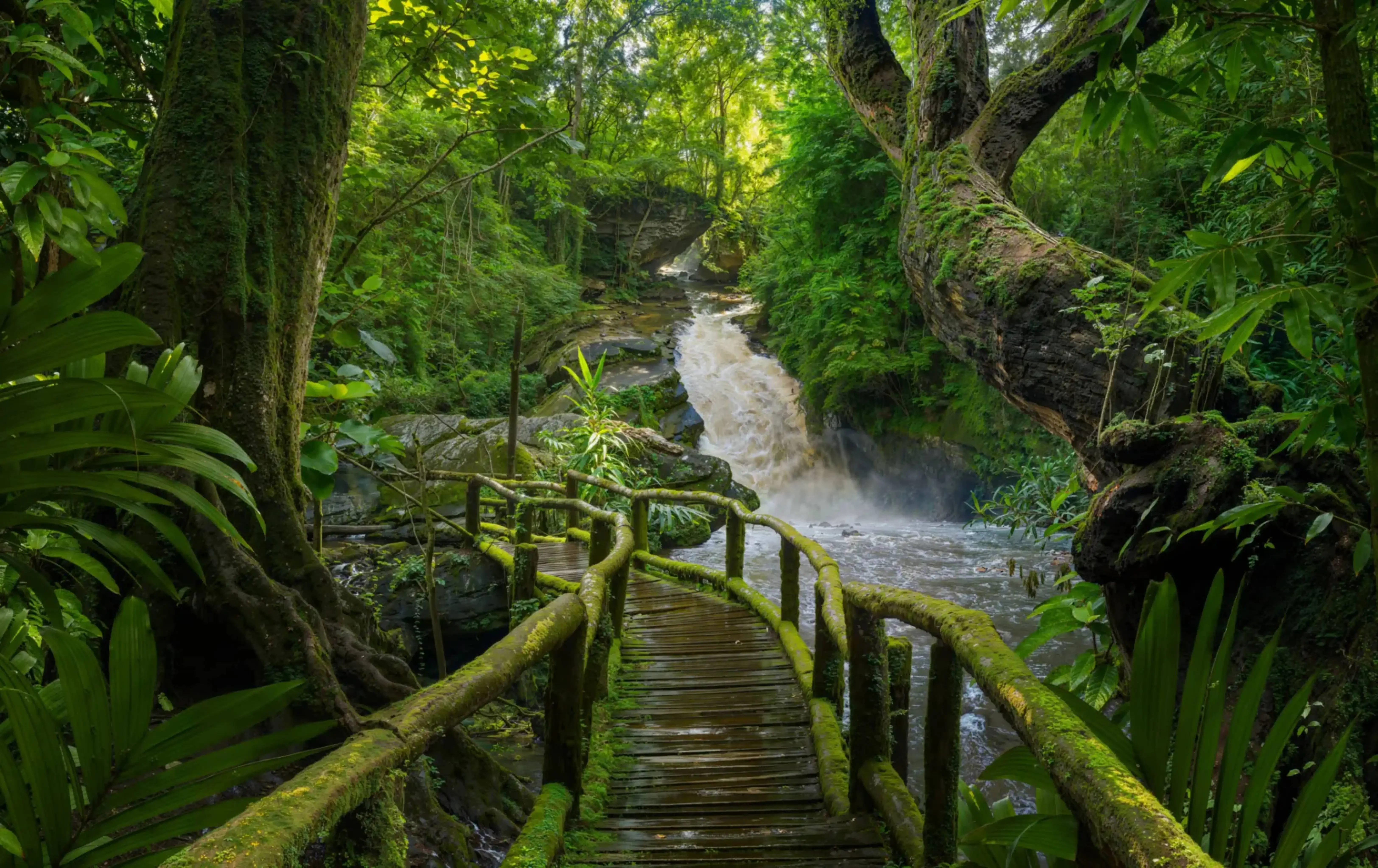 "Wooden walkway through lush tropical rainforest with a flowing stream and dense greenery"