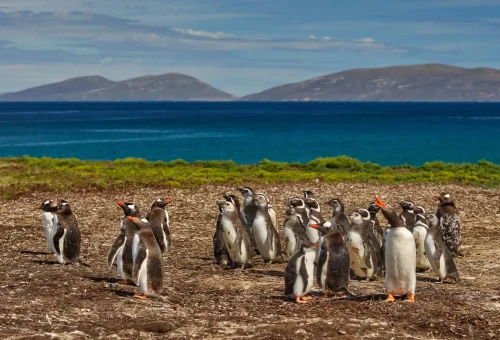 "Group of Gentoo penguins on the coast of the Falkland Islands with ocean and mountains in the background."