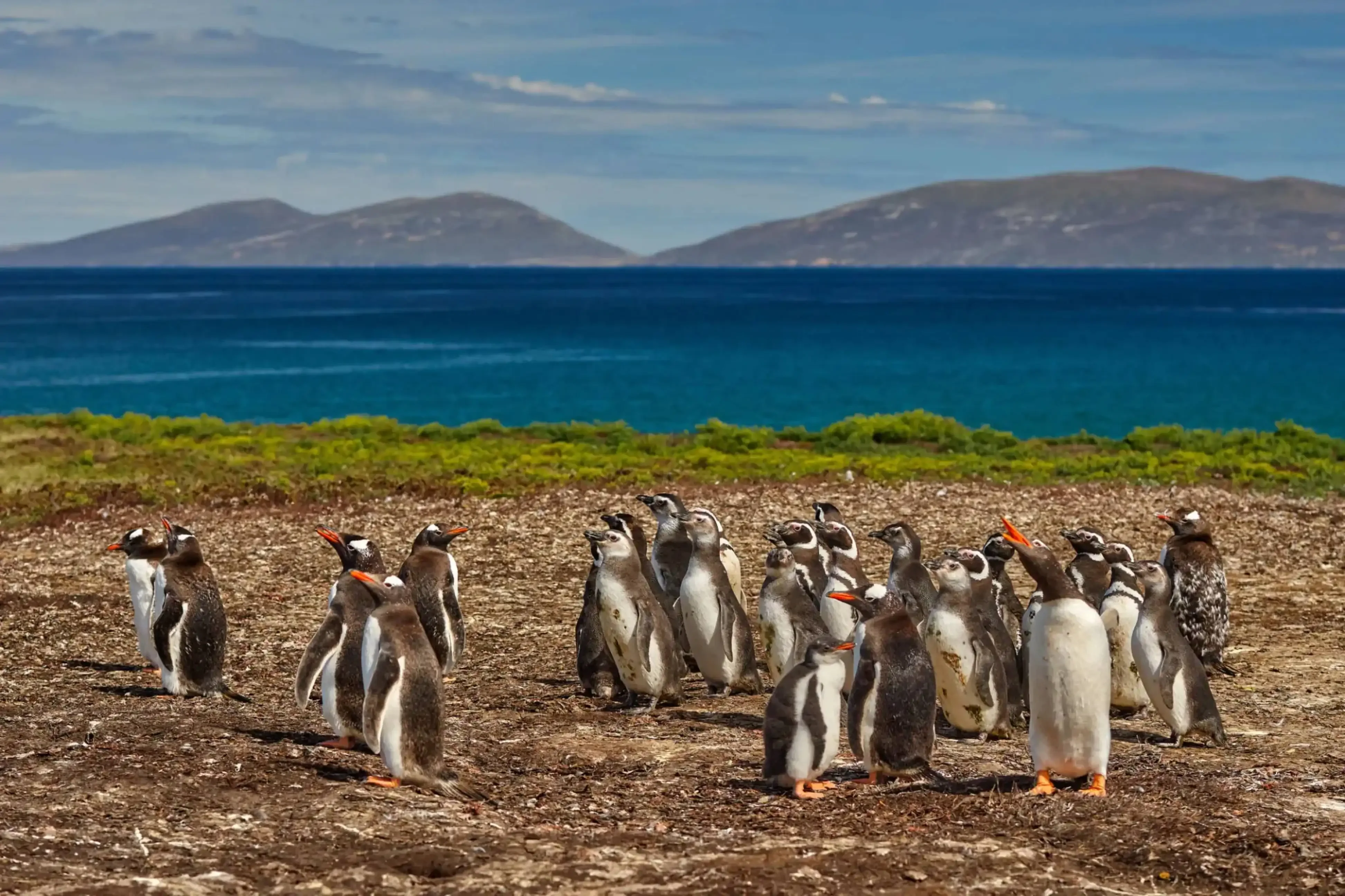 "Group of Gentoo penguins on the coast of the Falkland Islands with ocean and mountains in the background."