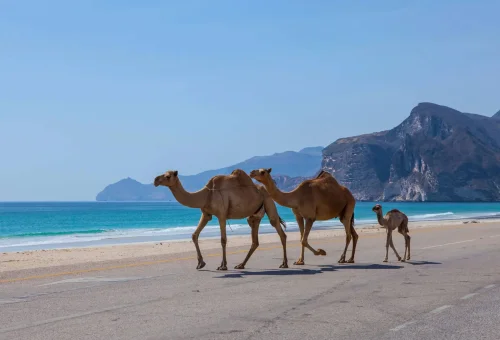 "Camels walking along the shores of Mughsail Beach, Salalah, Oman, with mountains in the background under a clear blue sky."