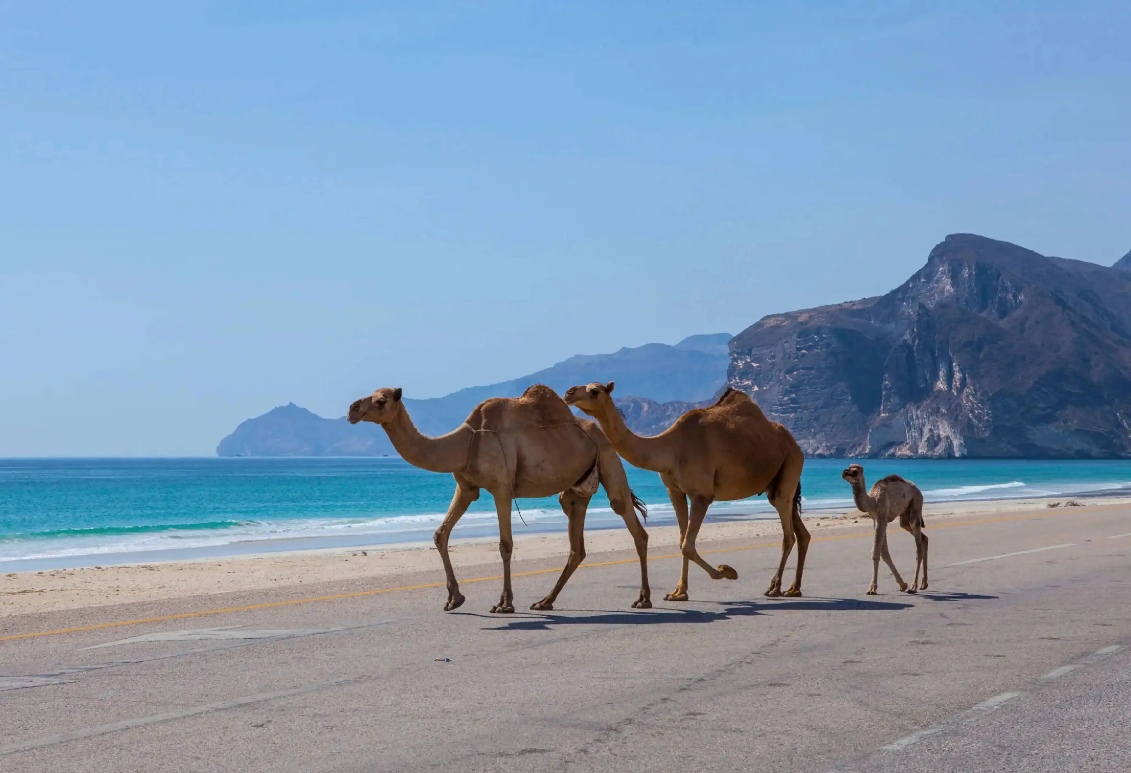 "Camels walking along the shores of Mughsail Beach, Salalah, Oman, with mountains in the background under a clear blue sky."