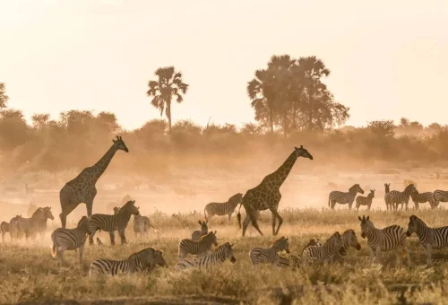 "Wildlife in the African savannah, featuring giraffes and zebras grazing in golden light during a safari in Serengeti or Maasai Mara."
