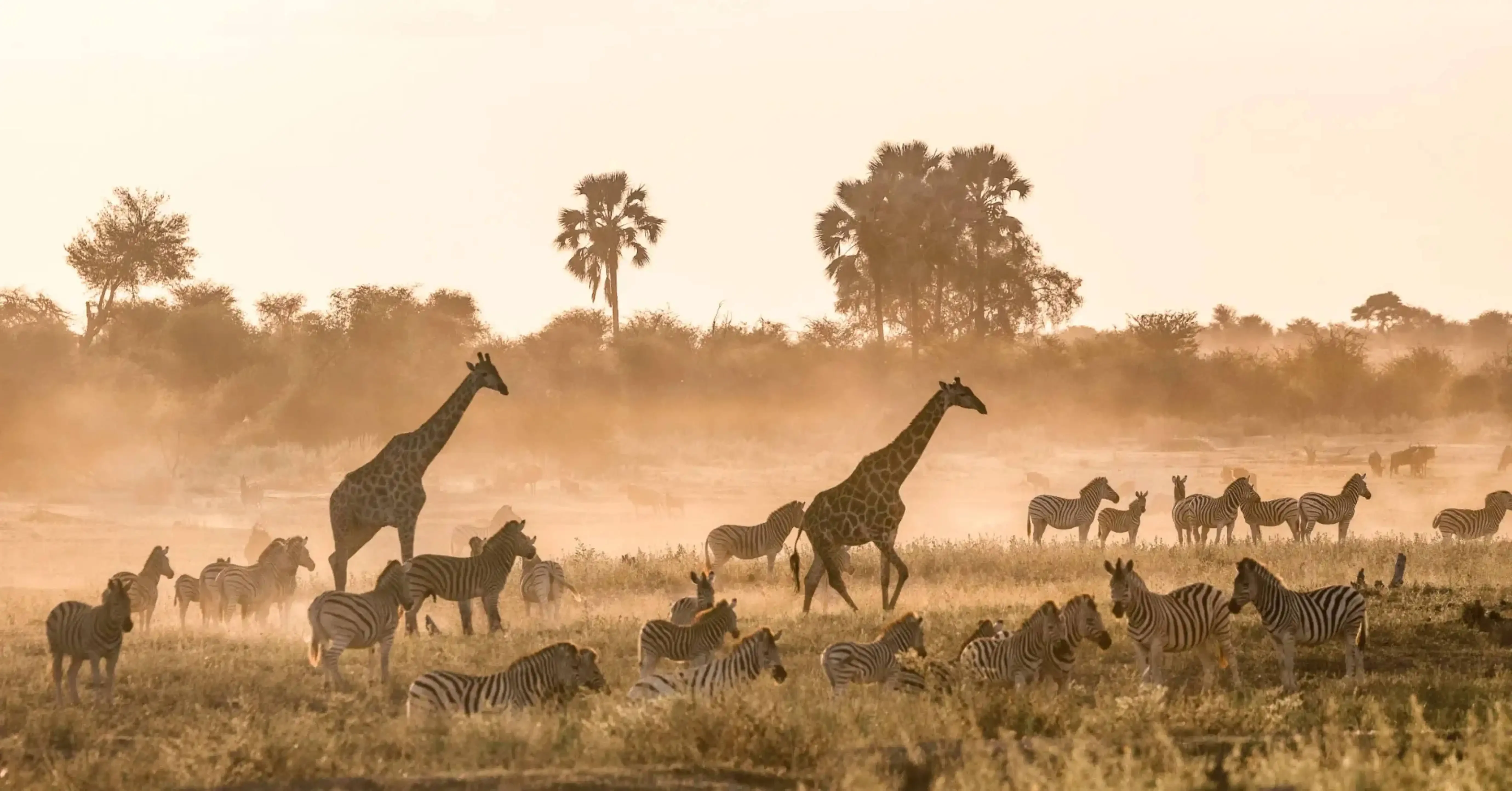"Wildlife in the African savannah, featuring giraffes and zebras grazing in golden light during a safari in Serengeti or Maasai Mara."