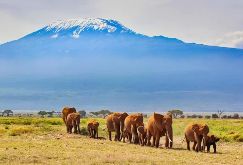 "Herd of elephants walking across Amboseli National Park with Mount Kilimanjaro in the background, Kenya."