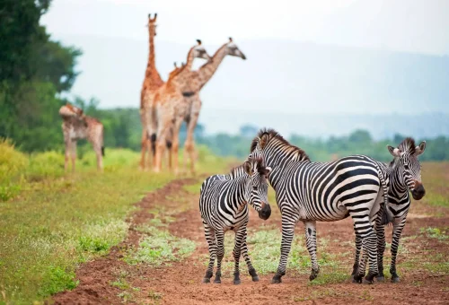 "Zebras and giraffes roaming freely on a grassy path in the savannahs of East Africa."