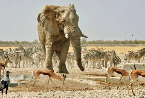 "African elephant surrounded by zebras and springboks at a watering hole in Etosha National Park, Namibia."