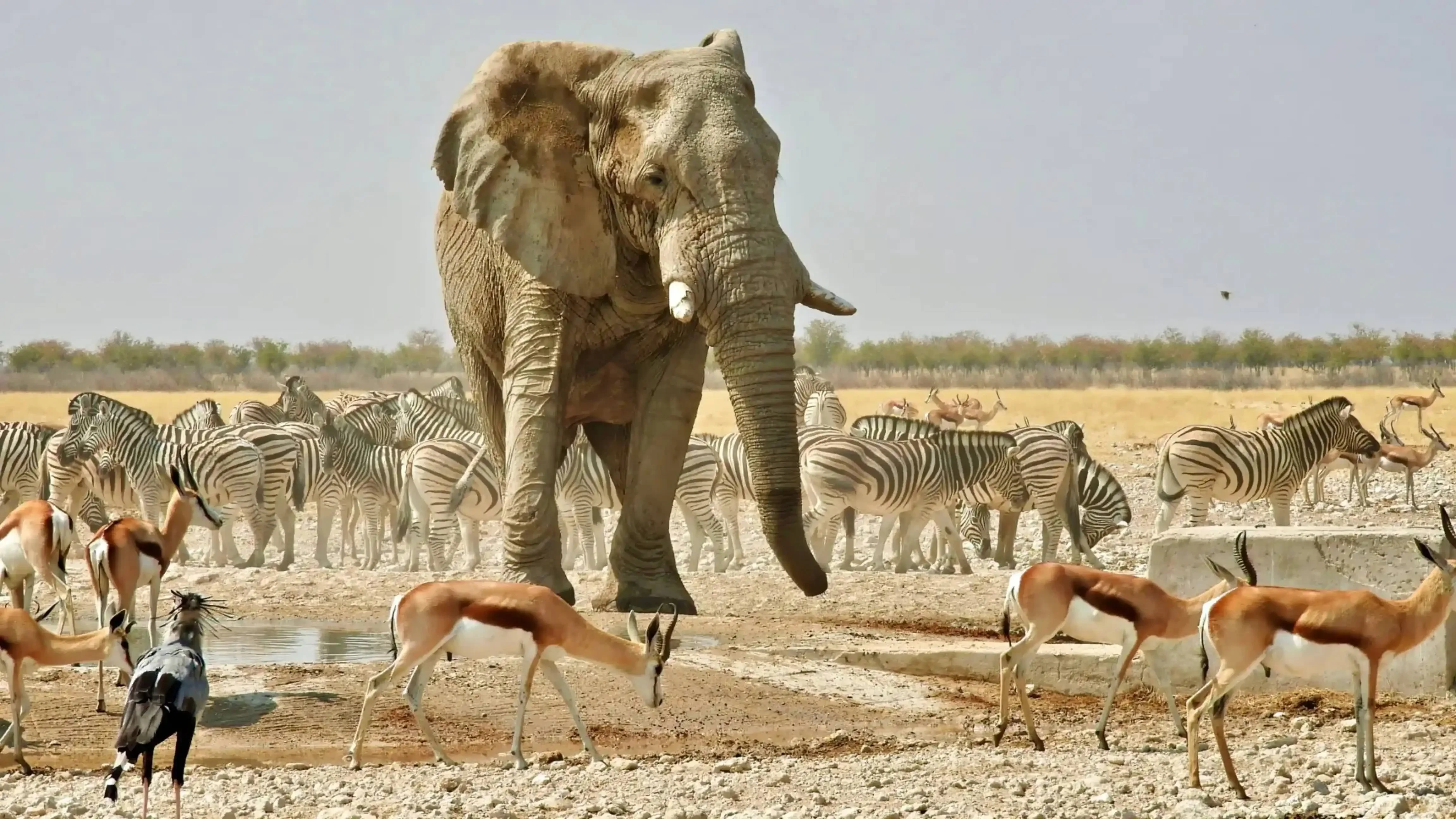 "African elephant surrounded by zebras and springboks at a watering hole in Etosha National Park, Namibia."
