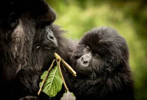 "Mountain gorilla mother and baby in Volcanoes National Park, Rwanda."
