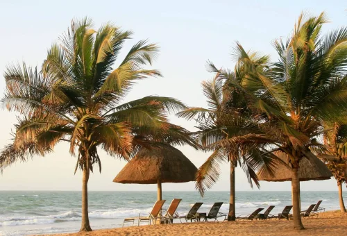 "Palm trees and sun loungers on a tropical beach with thatched umbrellas at sunset."