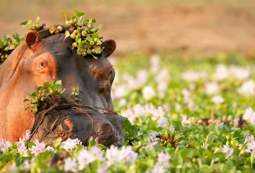 Close-up of a hippopotamus with greenery on its head, partially submerged in a field of water hyacinths.