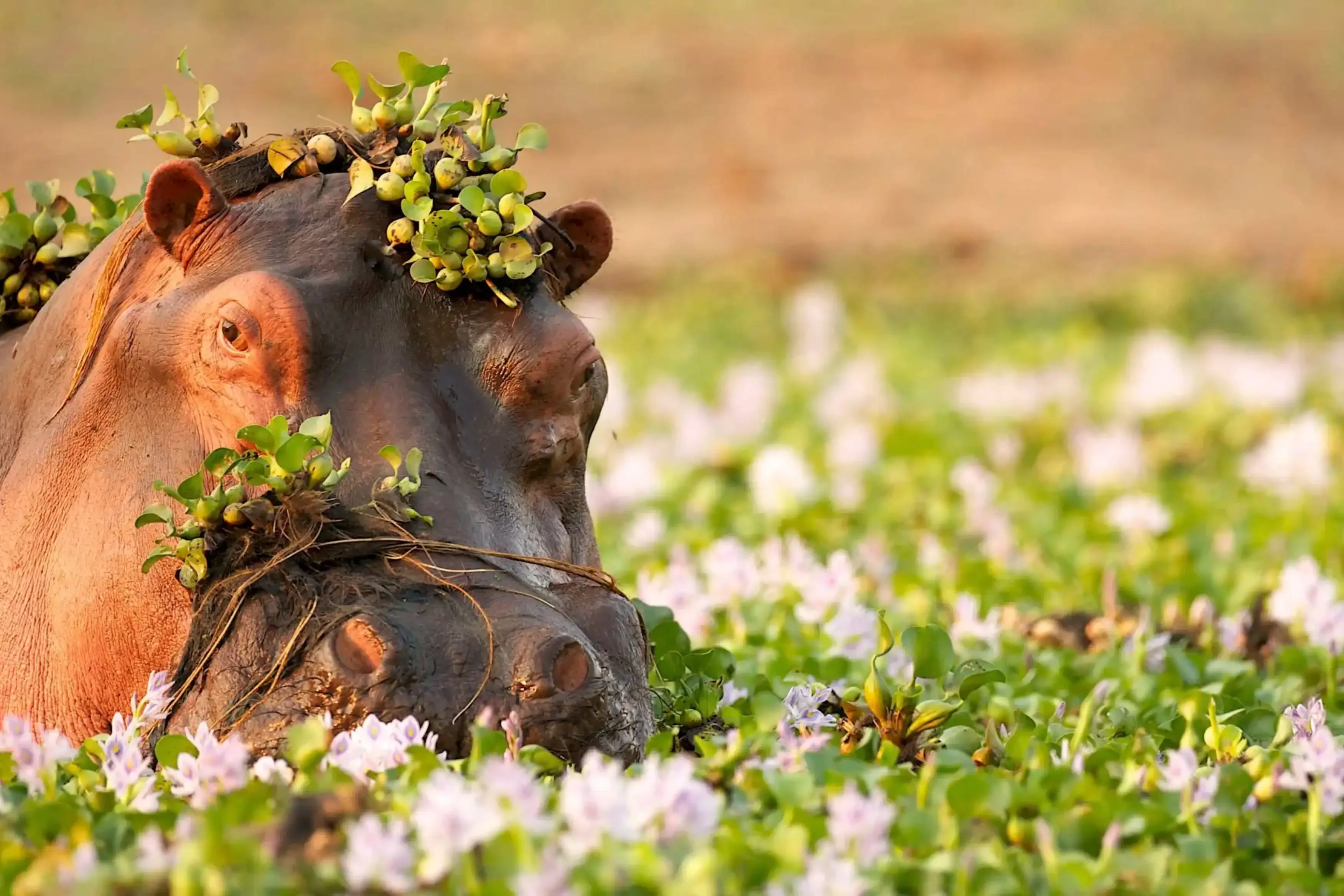 Close-up of a hippopotamus with greenery on its head, partially submerged in a field of water hyacinths.