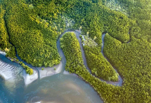 Winding road cutting through lush green mangrove forest along a coastal estuary.