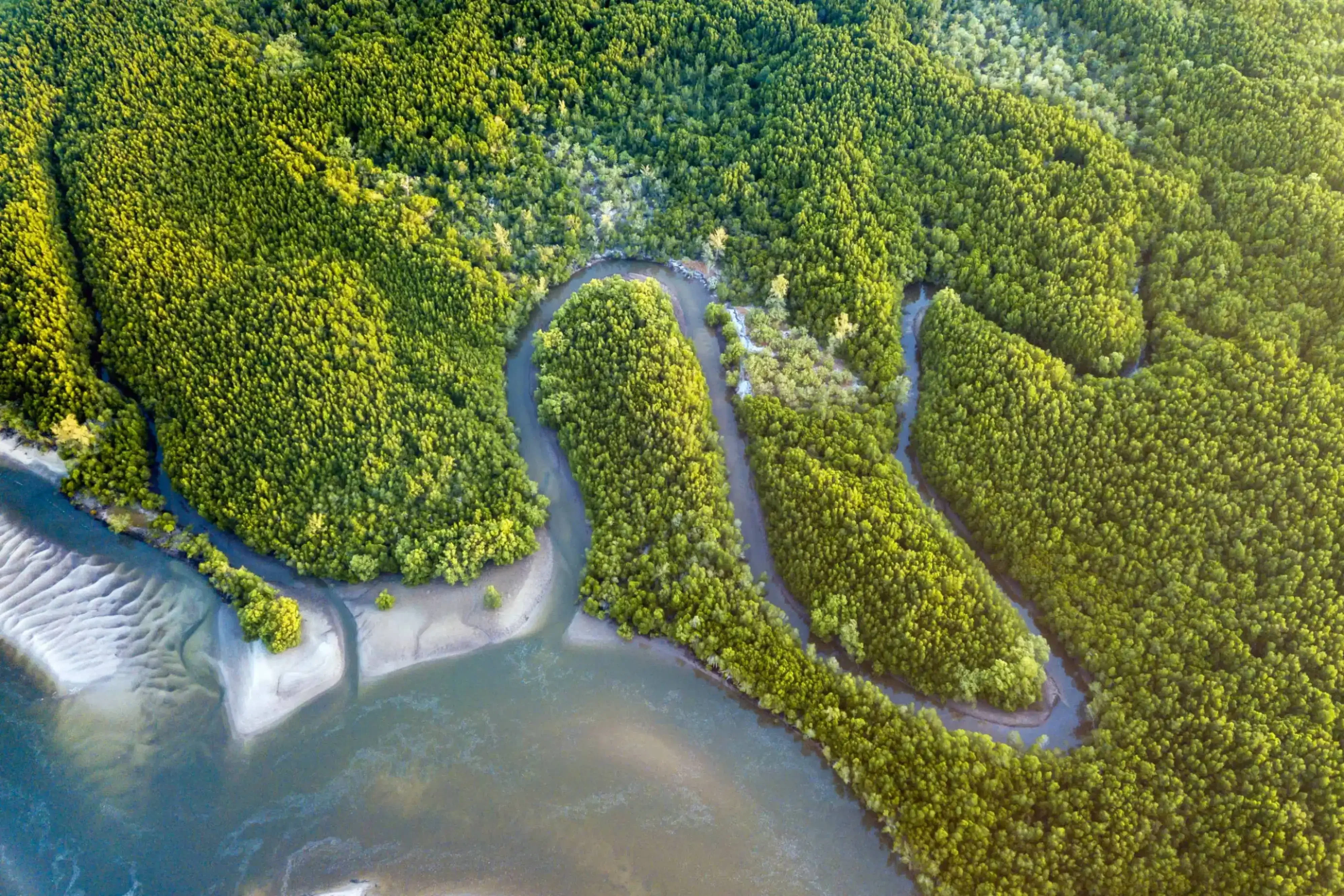 Winding road cutting through lush green mangrove forest along a coastal estuary.