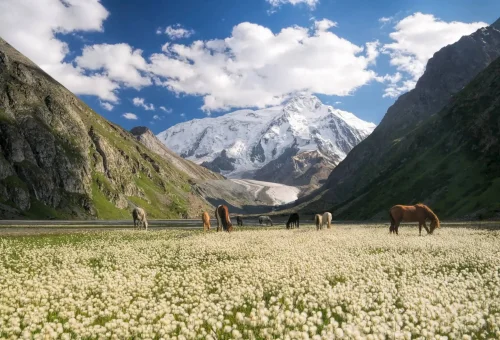 Horses grazing in a flower-filled alpine meadow surrounded by steep mountain slopes, with a snow-capped peak in the background under a partly cloudy sky.
